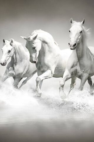 White Horse