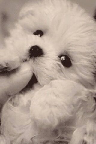 Adorable Fluffball Cuddles 🐾❤️