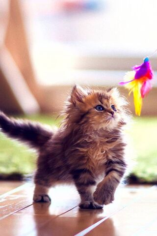 Adorable Feline Fun: A Kitten's Playtime Adventure! 🐾🎉