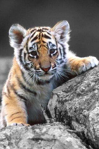 Беби тигр
