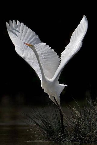 Paradise Bird