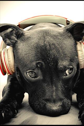 Puppy Beats: The Chill ..