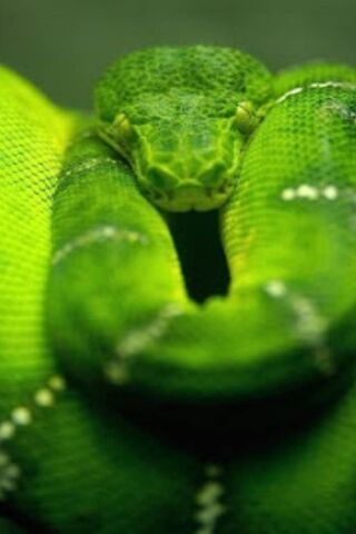 Emerald Elegance: The Green Snake