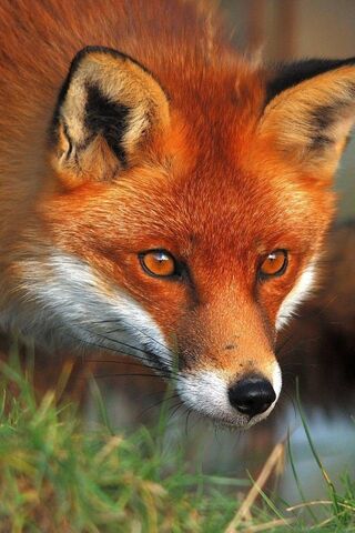 The Enigmatic Fox: Natu..