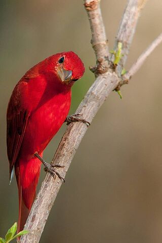 Crimson Solitude: The Lonely Bird