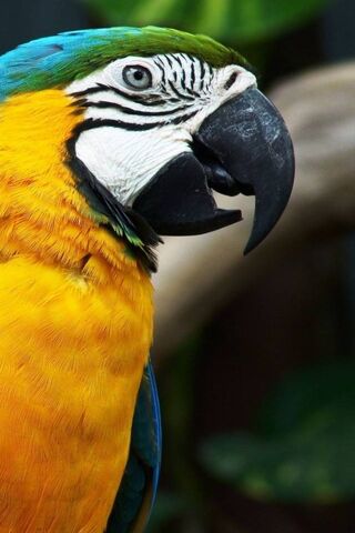 The Vibrant Majesty of the Macaw 🦜✨