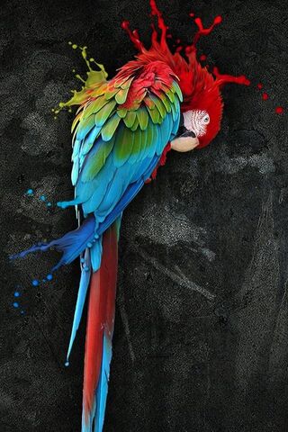 Parrot Splash