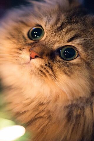 Glimmers of Feline Wonder ✨🐾