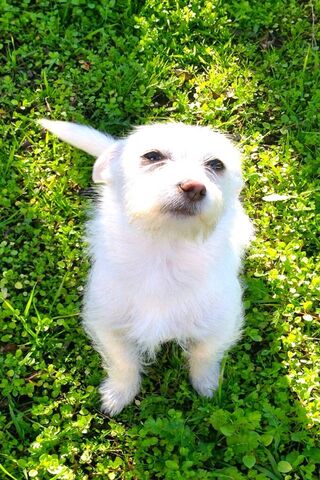 Mely: The Playful Pup i..