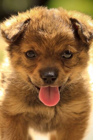 Adorable Puppy Playtime..