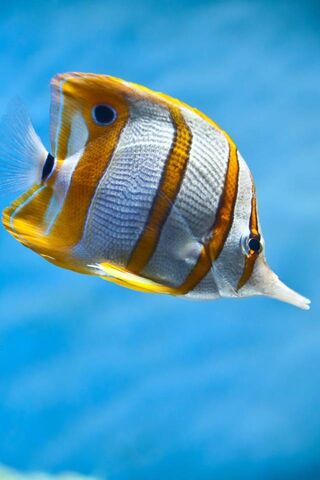 Underwater Elegance: The Striped Beauty 🐠✨