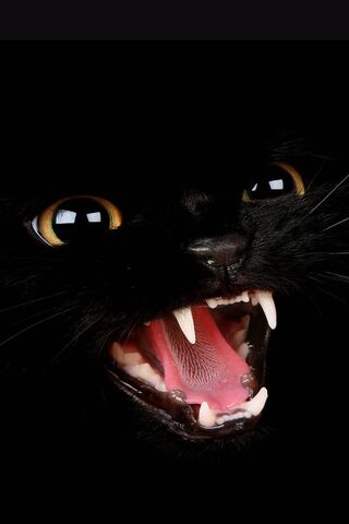 Fierce Feline: The Bad ..