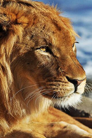 Majestic King of the Sa..