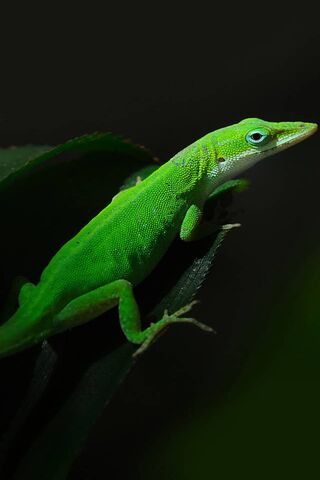 Emerald Elegance: The Green Lizard