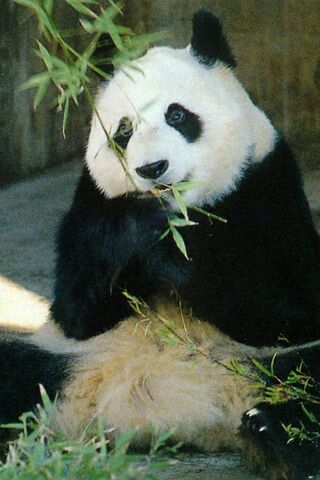 Panda Paradise: A Momen..
