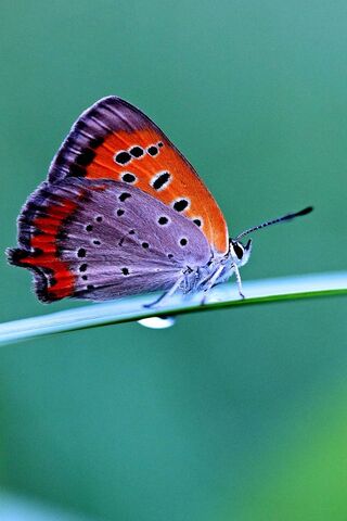 Whispers of Nature: The Butterfl's Dance 🦋✨