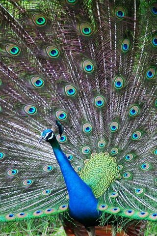 The Majestic Dance of the Peafowl 🦚✨