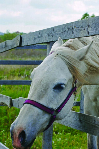 Gentle Grace: The Majes..