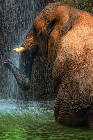 Majestic Splash: The El..