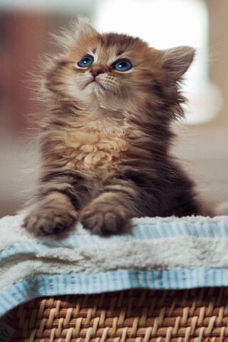 Adorable Whiskers: The Curious Kitti 🐾✨