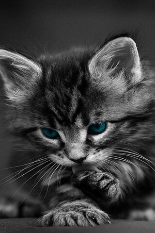 Beautiful Kitty Wallpaper - Download to your mobile from PHONEKY