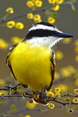 Sunny Serenade: The Vibrant Bird