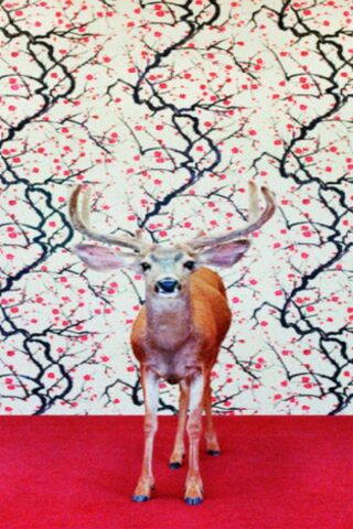 Nature's Spotlight: A Majestic Entrance 🌟