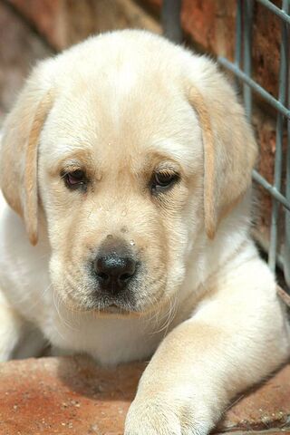 Cute Puppy