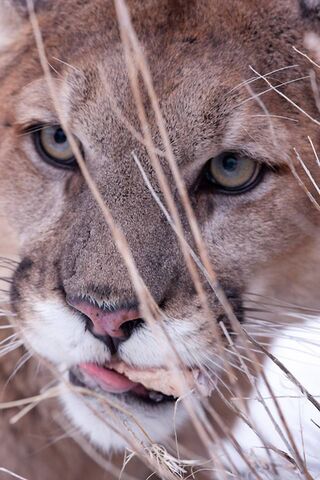 The Majestic Stalker of the Wild 🌿🐾