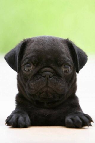 Phoneky Wallpaper Anjing Hitam Hd