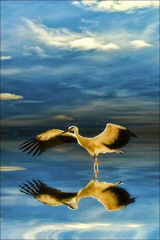 Stork in Flight: A Dance with the Sky 🌅🦩