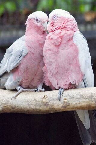 Pink Parrots