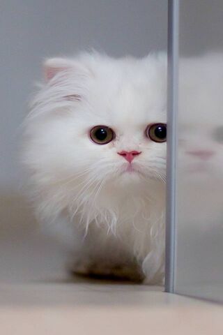 Whiskers of Wonder 🐾✨