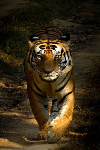 Wild Tiger