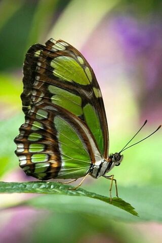Emerald Elegance: The B..