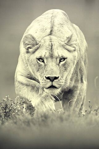 The Majestic Stalker: A Glimpse of the Asian Tiger