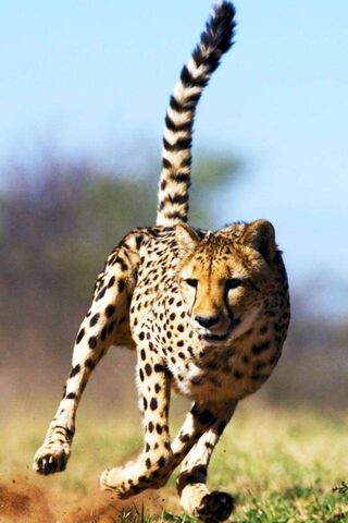 Cheetah Hd