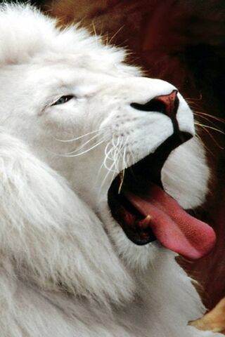 सफेद शेर