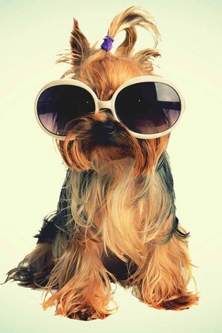 Chic Yorkie: The Fashionista of the Canine World! 🐾✨