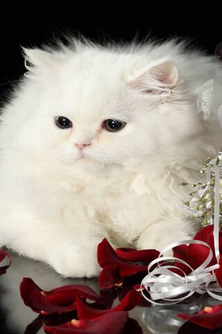 Whiskers of Elegance: The Enchanting White Cat 🐾✨