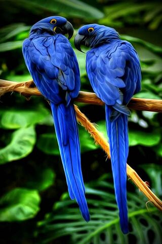 Paradise Parrots