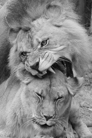 Lions Love Couple Fond D Ecran Telecharger Sur Votre Mobile Depuis Phoneky