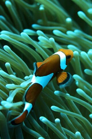 Fish