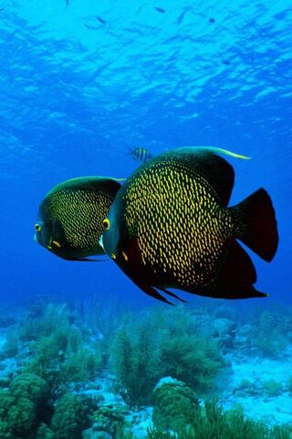 Underwater Wonders: The Majestic Fish