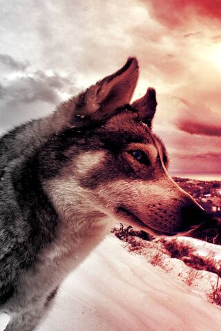 Majestic Wolf: Guardian..