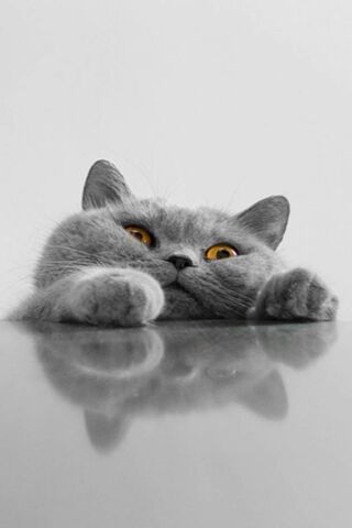 Curious Cat Peeking Thr..