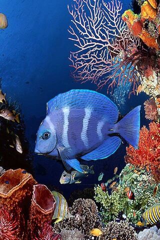 Underwater Wonderland: The Vibrant Life of Fish 🌊🐠