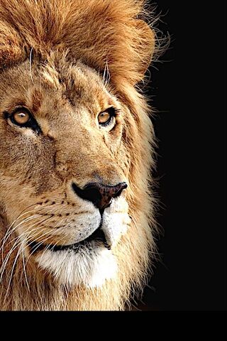 Os X Lion Wallpaper - Download to your mobile from PHONEKY