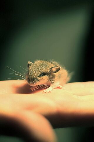 Tiny Mouse: A Pocket-Si..