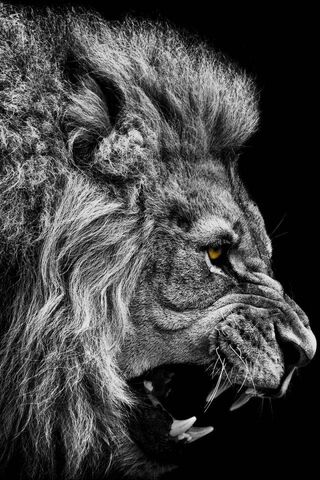 Majestic Roar: The King..